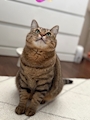 chiko