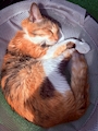 chiko