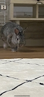 chiko