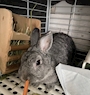 chiko