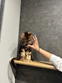chiko