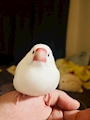 chiko