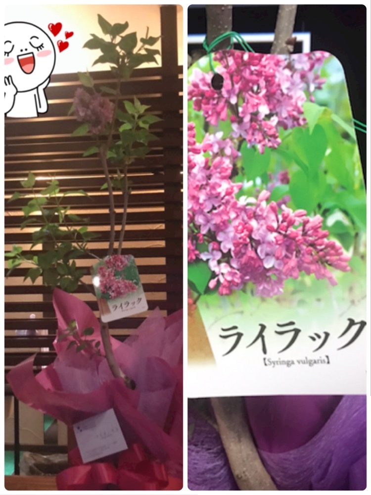 ライラックに 囲まれてます しずか Lilac ライラック 国分町のスナック ポケパラ