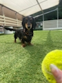 chiko