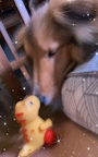 chiko