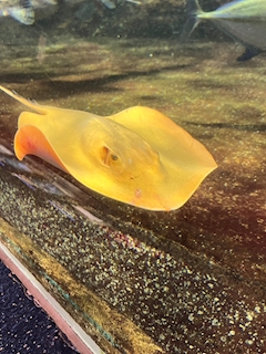 海ママ🌺スナックカレン