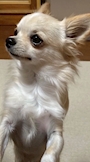 chiko
