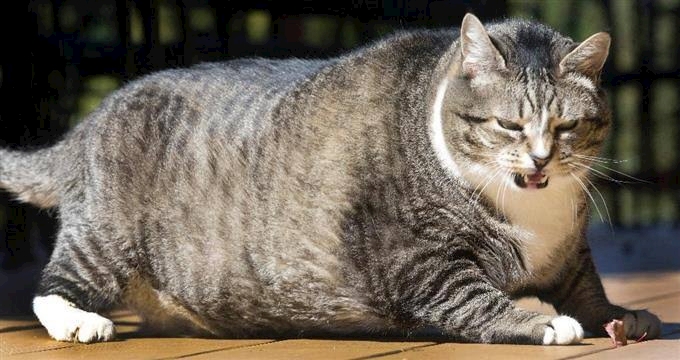 デブ猫って何でこんな可愛いのかね 紫蘭 シラン りな Lounge 蘭 ラン ミナミのラウンジ クラブ ポケパラ