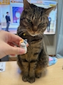 chiko