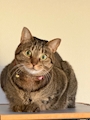 chiko
