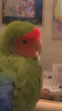 chiko