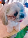 chiko