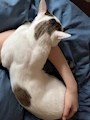 chiko