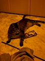chiko