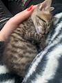 chiko