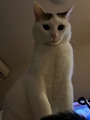 chiko