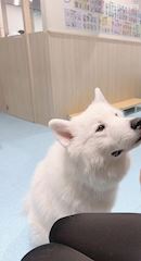chiko