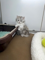 chiko