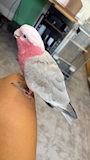chiko
