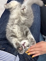 chiko
