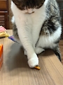 chiko