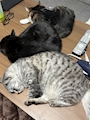 chiko