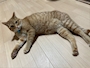 chiko