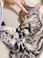 chiko