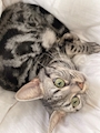 chiko