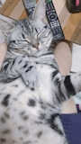 chiko