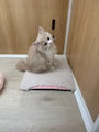 chiko