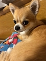 chiko