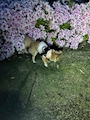 chiko