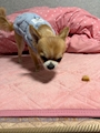 chiko