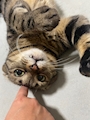 chiko
