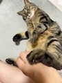 chiko