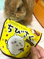 chiko