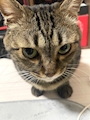 chiko