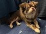 chiko