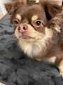 chiko