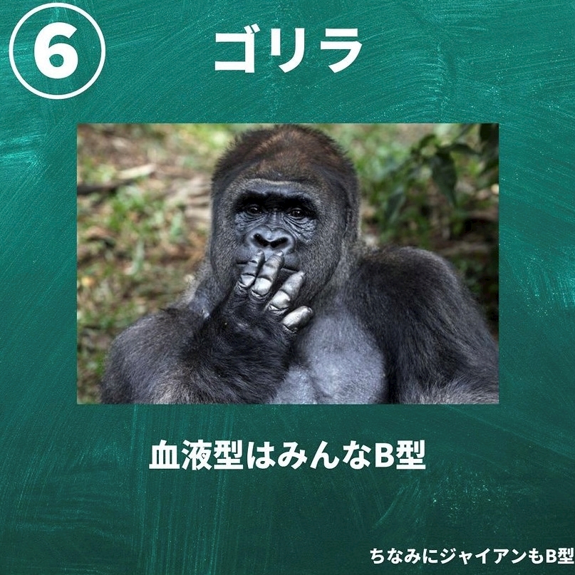 ゴリラやん のん Gloss グロス 小牧のクラブ ラウンジ ポケパラ