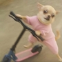 chiko