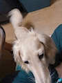 chiko