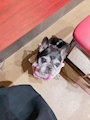 chiko