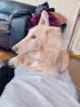 chiko