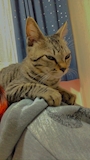 chiko