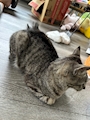 chiko