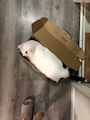 chiko