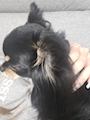 chiko
