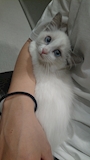 chiko